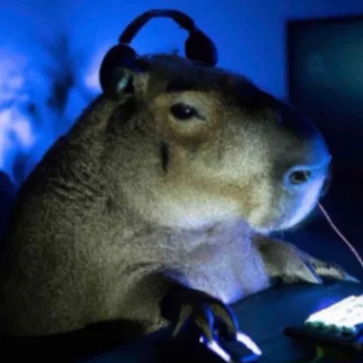 CapybarasRa 27