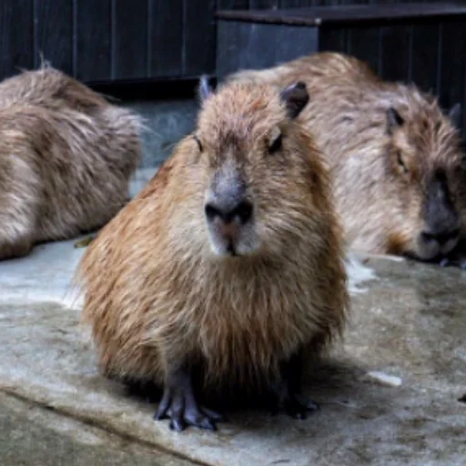 CapybarasRa 28