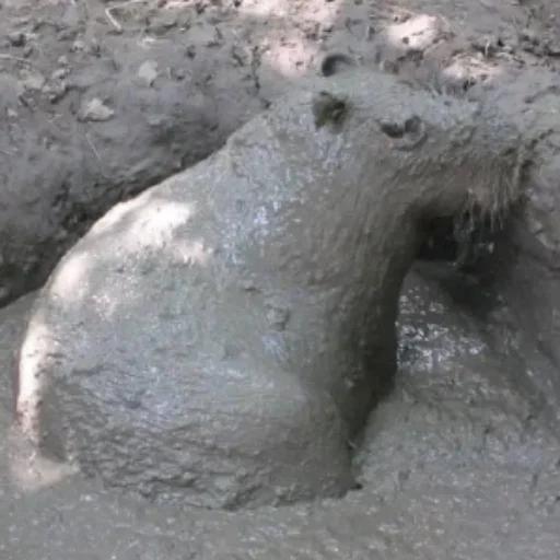 CapybarasRa 29