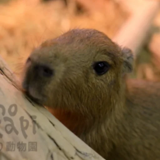 CapybarasRa 30