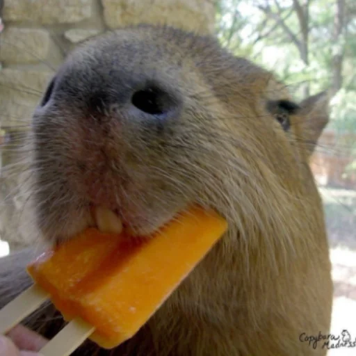 CapybarasRa 31