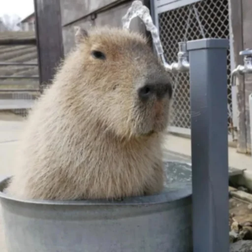 CapybarasRa 32