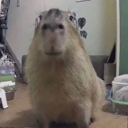 CapybarasRa 34