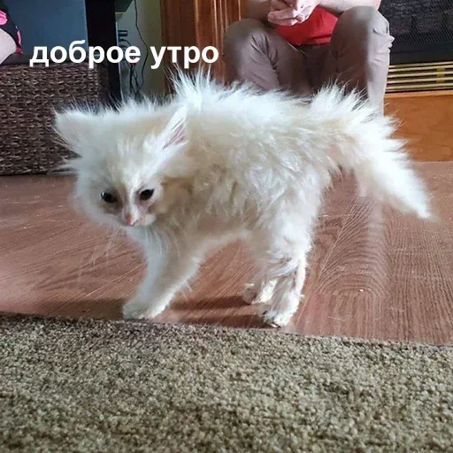 DCZUWRTQXL_by_stikeri_stikeri_bot 17