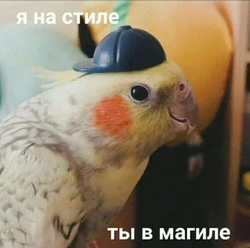 DCZUWRTQXL_by_stikeri_stikeri_bot 24