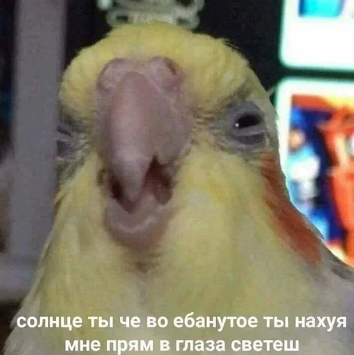 DCZUWRTQXL_by_stikeri_stikeri_bot 27