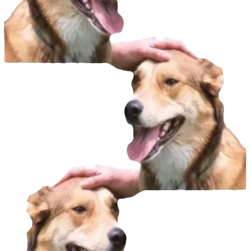 DDDoges 1