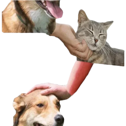 DDDoges 5