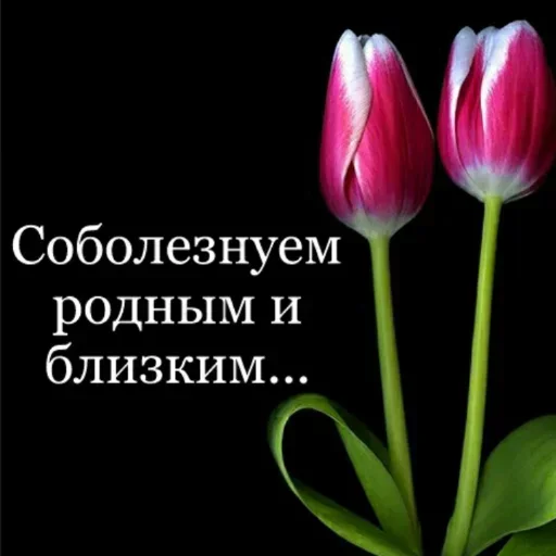 DOQGKGDUVZ_by_stikeri_stikeri_bot 35