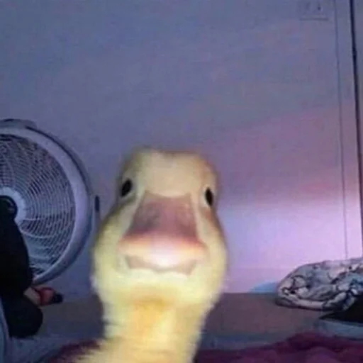 Duckornot 2