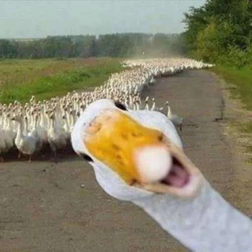 Duckornot 6