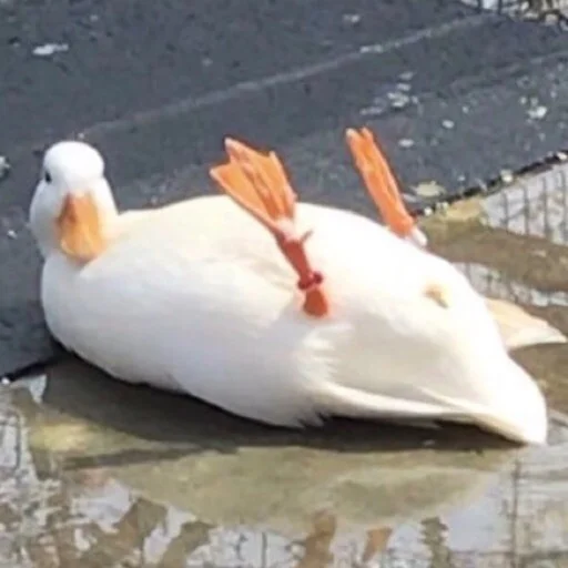 Duckornot 10
