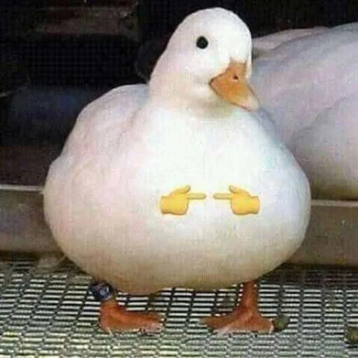 Duckornot 12