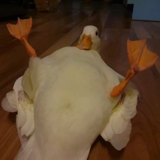 Duckornot 13