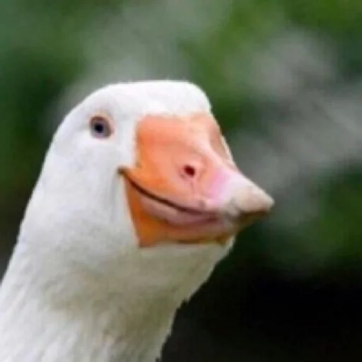 Duckornot 17
