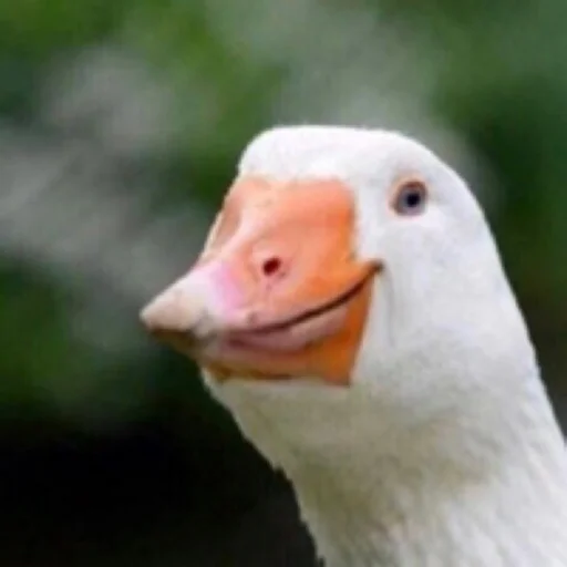Duckornot 18
