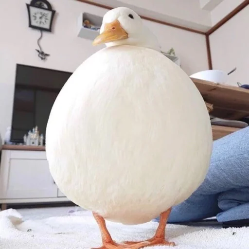 Duckornot 21