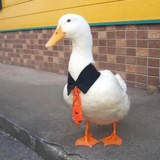 Duckornot 25