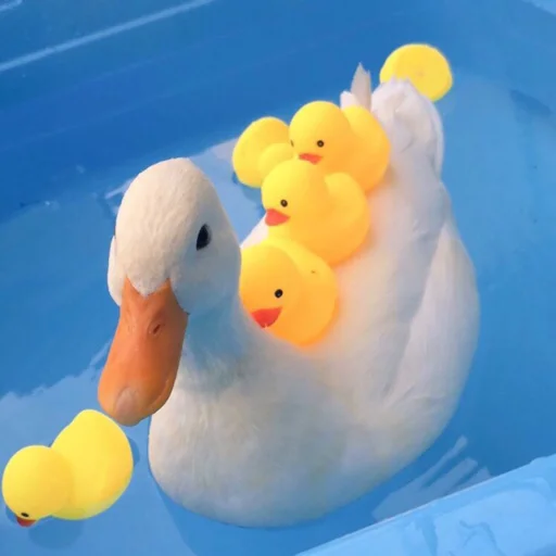 Duckornot 27