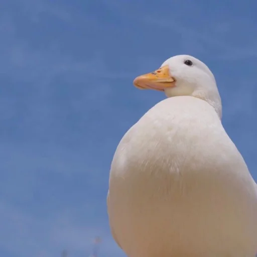 Duckornot 29
