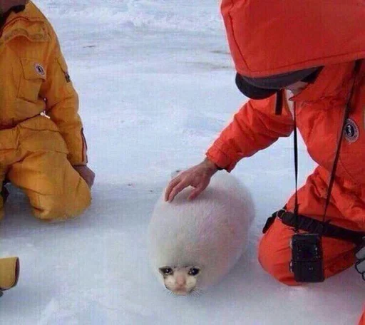 EMDIFTQTJD_by_stikeri_stikeri_bot 13