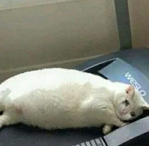 EMDIFTQTJD_by_stikeri_stikeri_bot 17