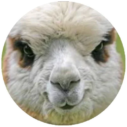 Happy_alpaca 3