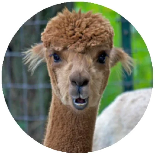 Happy_alpaca 4