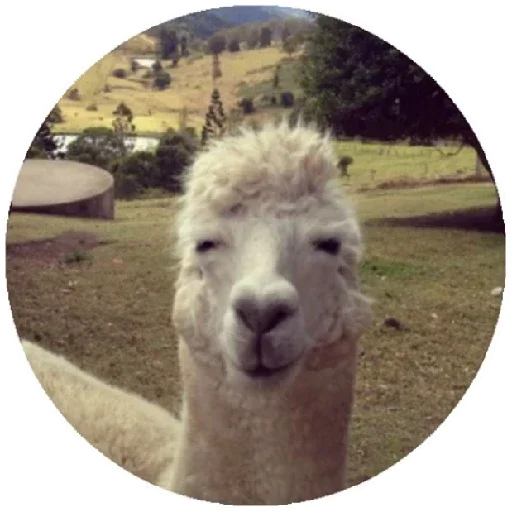 Happy_alpaca 5