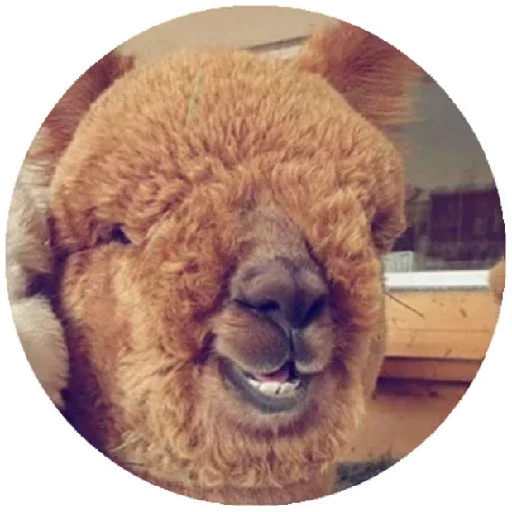 Happy_alpaca 6