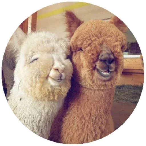 Happy_alpaca 7