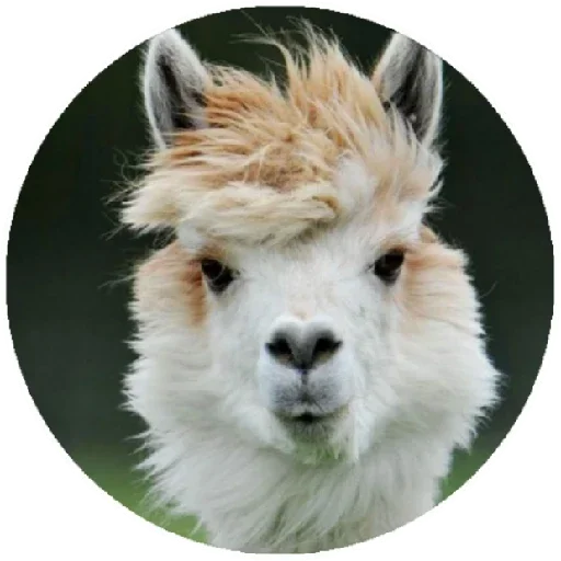 Happy_alpaca 9