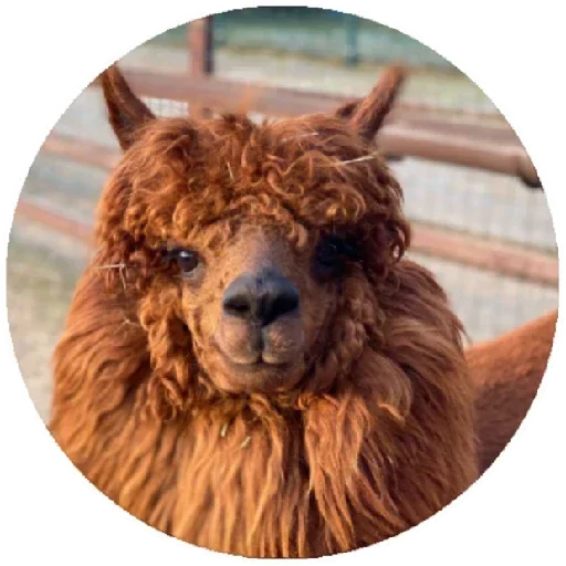 Happy_alpaca 32