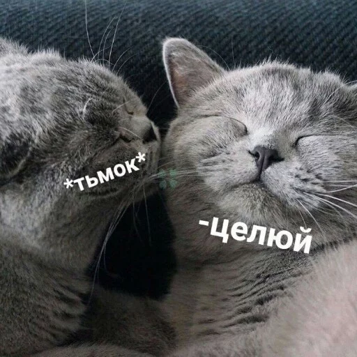 Kus_cat 1