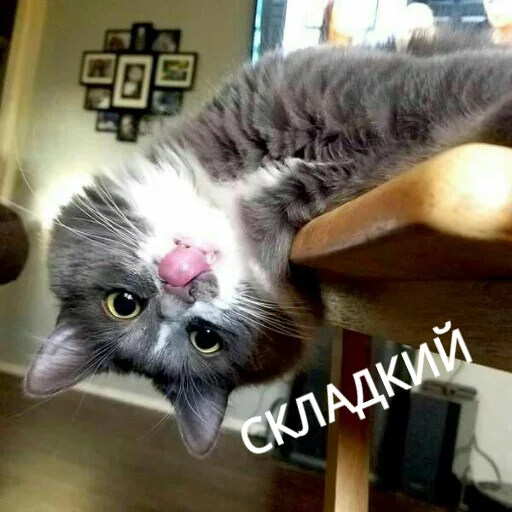 Kus_cat 3