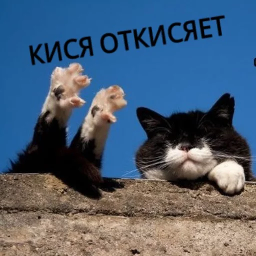 Kus_cat 5