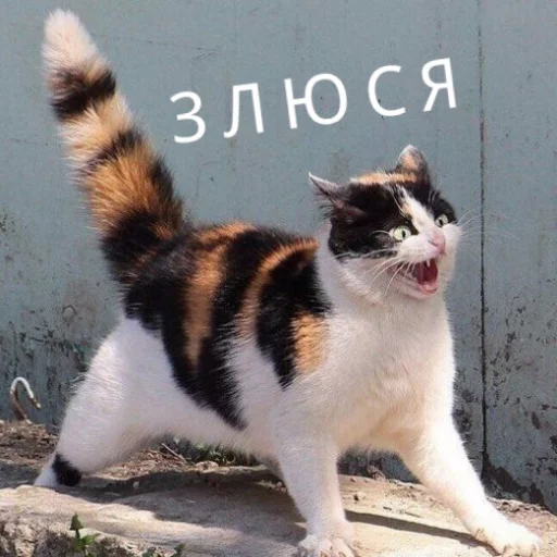 Kus_cat 7