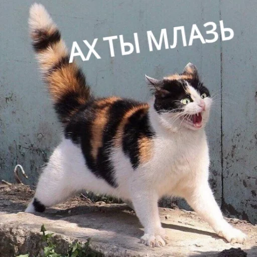 Kus_cat 8