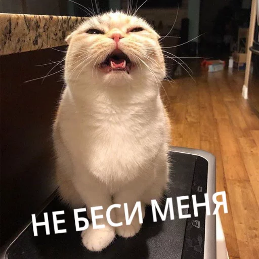 Kus_cat 19