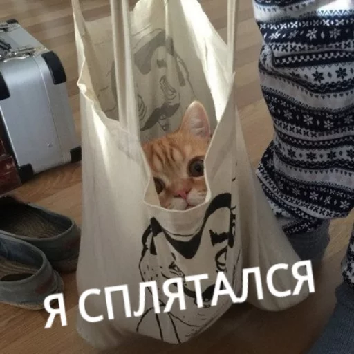 Kus_cat 20