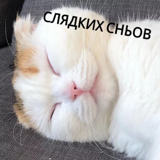 Kus_cat 21