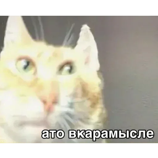 NTAENLFMDA_by_stikeri_stikeri_bot 10