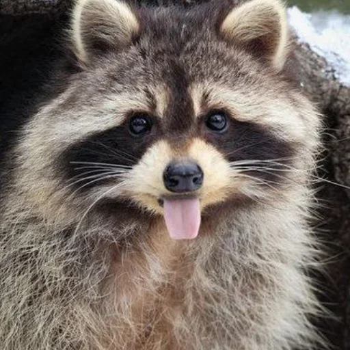 NZZYVVAAKS_by_stikeri_stikeri_bot 7