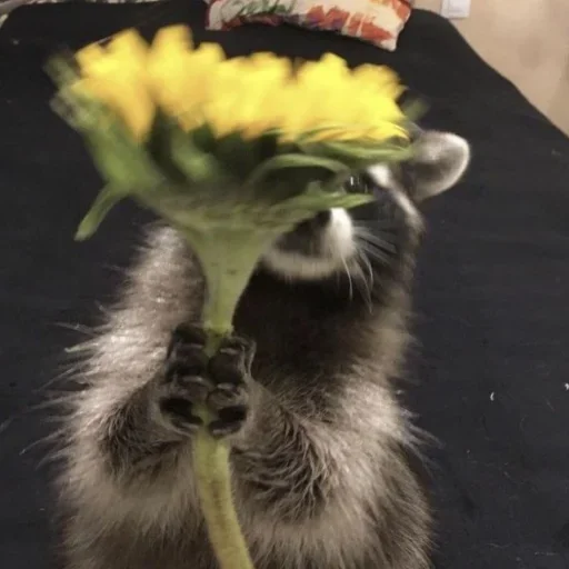 NZZYVVAAKS_by_stikeri_stikeri_bot 9