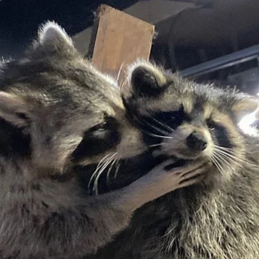 NZZYVVAAKS_by_stikeri_stikeri_bot 16