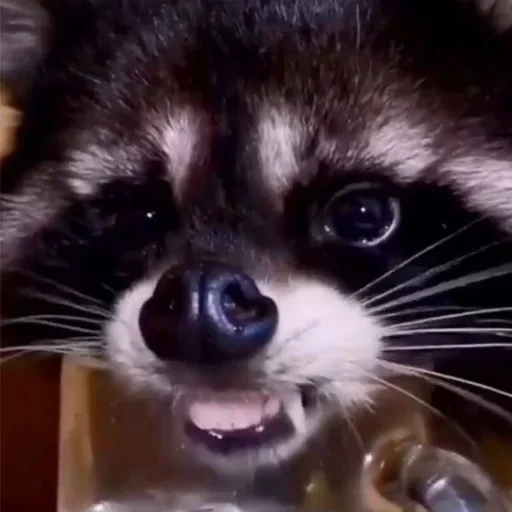 NZZYVVAAKS_by_stikeri_stikeri_bot 18