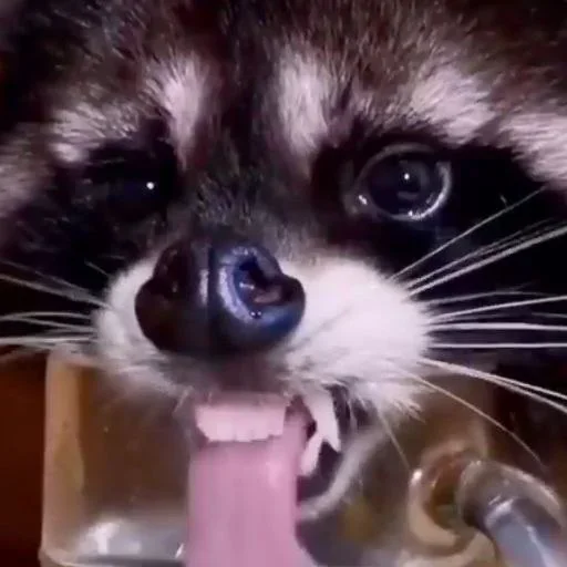 NZZYVVAAKS_by_stikeri_stikeri_bot 19