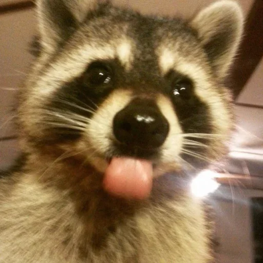 NZZYVVAAKS_by_stikeri_stikeri_bot 22