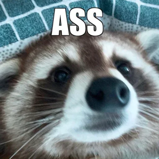 NZZYVVAAKS_by_stikeri_stikeri_bot 24