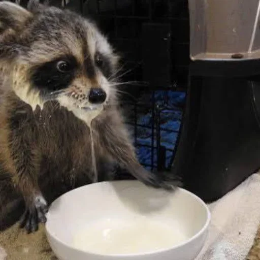 NZZYVVAAKS_by_stikeri_stikeri_bot 25